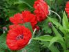 IMG_6573Mohn.jpg