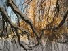 IMG_5257pendula.jpg