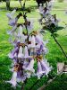 Machern_Paulownia2.jpg