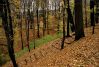 BergparkWaldstufenwege.jpg