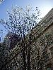 Cherry-Trees-EPA-Building.jpg