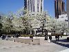 More-Cherry-Trees-at-Linco.jpg