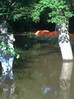 Luisium 9.6.2013: Im Park Luisium steht das Wasser, der Garten noch immer vom Mobildeich auf dem nun aufgeweichten Deich geschützt (Foto Horst Woche) 060620131895.jpg