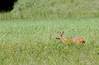 Wörlitz 5.6.2013: Weniges Auenwild konnte sich in den Park retten IMG_3955Ak.jpg