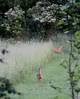 Wörlitz 5.6.2013: Die Hunde unvernünftiger Besucher gönnen ihnen kaum Ruhe Img_4301Ak.jpg