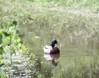 Wörlitz, 14.6.2013, wenn die Enten nicht in den Bäumen sitzen, ... Img_7198ka.jpg