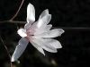 Magnolia_stellata.jpg