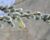 Salix1.jpg