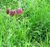 Fritillaria1.jpg