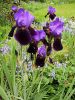 IMG_8098Iris.jpg