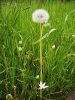 IMG_8115Pusteblume.jpg